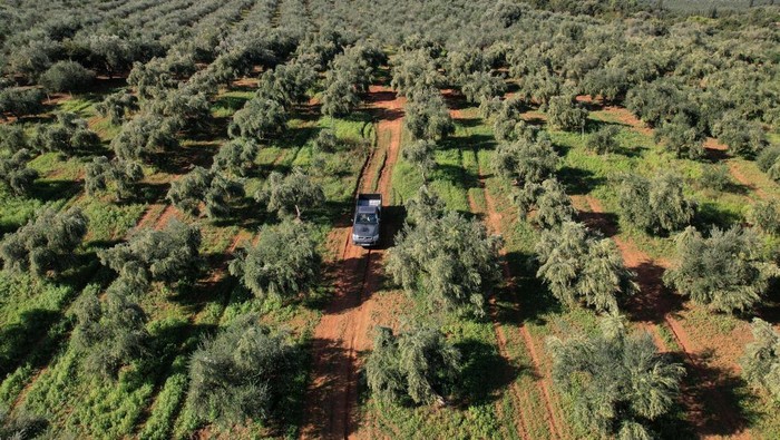 Freshly produced olive oil falls into a tank in the olive mill of Panagiotis Foudas, in the seaside town of Filiatra, Greece, November 15, 2023. REUTERS/Louisa Gouliamaki
