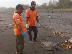Penyu Lekang Ditemukan Mati di Kulon Progo, Diduga karena Usia