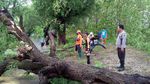 Sejumlah Pohon Tumbang Diterjang Hujan dan Angin Kencang di Lamongan