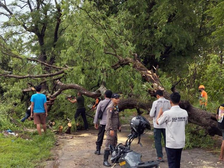 Sejumlah Pohon Tumbang Diterjang Hujan dan Angin Kencang di Lamongan