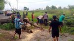 Sejumlah Pohon Tumbang Diterjang Hujan dan Angin Kencang di Lamongan