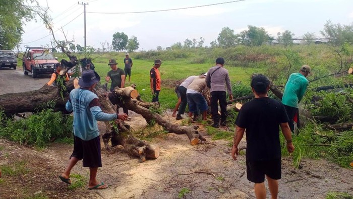 Pohon tumbang di lamongan Sejumlah pohon di 2 kecamatan di Lamongan tumbang akibat hujan deras disertai angin kencang yang terjadi pada Selasa petang (5/12/2023).