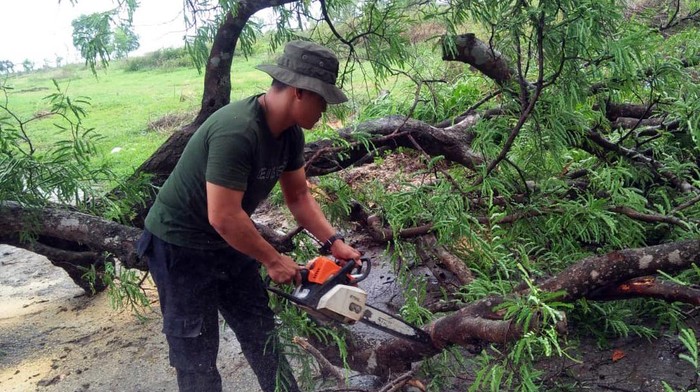 Sejumlah pohon di 2 kecamatan di Lamongan tumbang akibat hujan deras disertai angin kencang yang terjadi pada Selasa petang (5/12/2023).