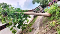 Sejumlah petugas gabungan TNI/Polri melakukan telah dievakuasi pohon tumbang yang sempat menutup jalan.