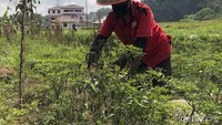 Seorang petani cabe berupaya memanen cabenya ditengah hujan abu vulkanik yang melanda Nagari Bukik Batabuah.
