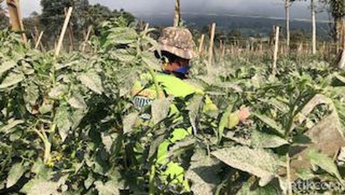 Potret aktivitas warga lereng gunung marapi usai erupsi. (M Afdal Afrianto/detikSumut) Potret aktivitas warga lereng gunung marapi usai erupsi. (M Afdal Afrianto/detikSumut)