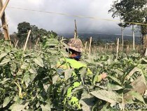 Potret Aktivitas Masyakarat Lereng Gunung Marapi usai Erupsi