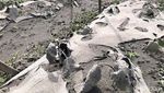 Potret Aktivitas Masyakarat Lereng Gunung Marapi usai Erupsi