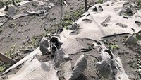Salah satu ladang terong masyarakat di Nagari Bukik Batabuah mati, usai abu vulkanik menghujani nagari itu.