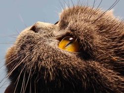 Ini Hasil Foto Realme GT 5 Pro Pesaing iPhone 15, Bagus atau Tidak?