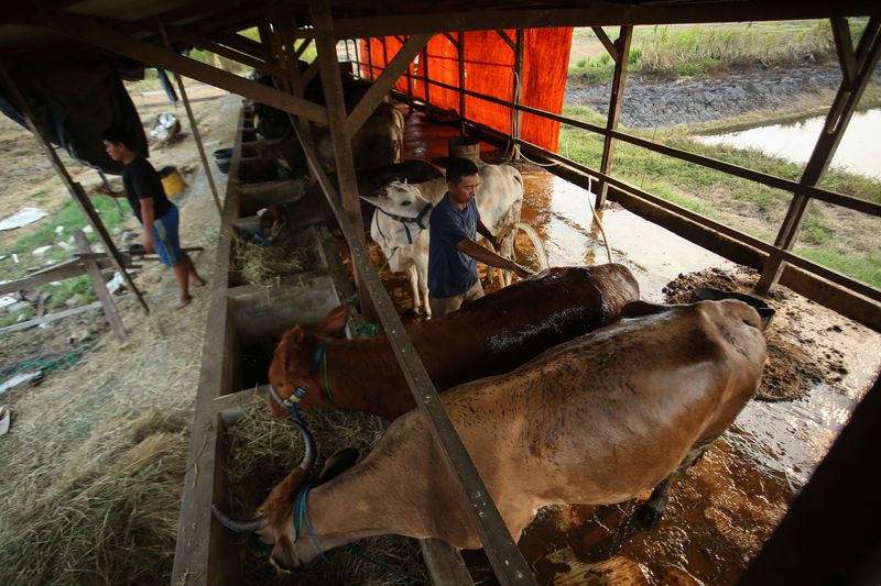 Sapi Seberat 550 Kg Juara Kontes, Ditaksir Puluhan Juta