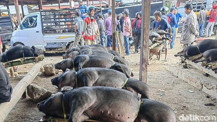 Suasana pasar hewan babi di Toraja Utara.