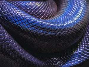 Penyebab Ular Masuk Rumah dan Solusi Mencegahnya