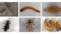 (dari kiri atas searah jarum jam) Proses metamorfosis ulat Jerman (Zophobas morio) dari telur, larva, ulat, kepompong dan kumbang di lahan Kelompok Wanita Tani (KWT) Dahlia, Pucang Sawit, Solo, Jawa Tengah, Rabu (6/12/2023).  