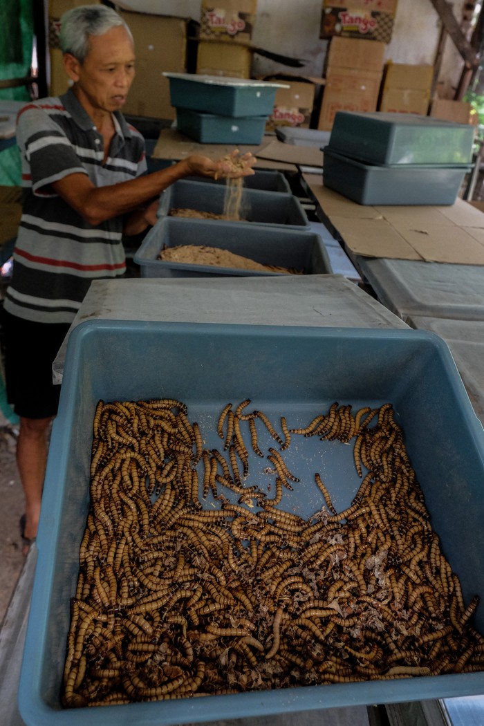 Budidaya ulat Jerman di Solo Peternak merawat ulat Jerman (Zophobas morio) di lahan Kelompok Wanita Tani (KWT) Dahlia, Pucang Sawit, Solo, Jawa Tengah, Rabu (6/12/2023). Kelompok tani setempat membudidayakan ulat Jerman untuk dijual seharga Rp50 ribu hingga Rp120 ribu per kilogram tergantung usia ulat yang diminati pembeli untuk bahan produksi makanan ringan, bahan baku kosmetik, pakan burung dan ikan. ANTARAFOTO/Maulana Surya/rwa.