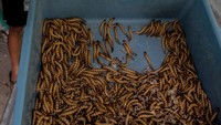 Kelompok tani setempat membudidayakan ulat Jerman untuk dijual seharga Rp50 ribu hingga Rp120 ribu per kilogram tergantung usia ulat yang diminati pembeli untuk bahan produksi makanan ringan, bahan baku kosmetik, pakan burung dan ikan.  