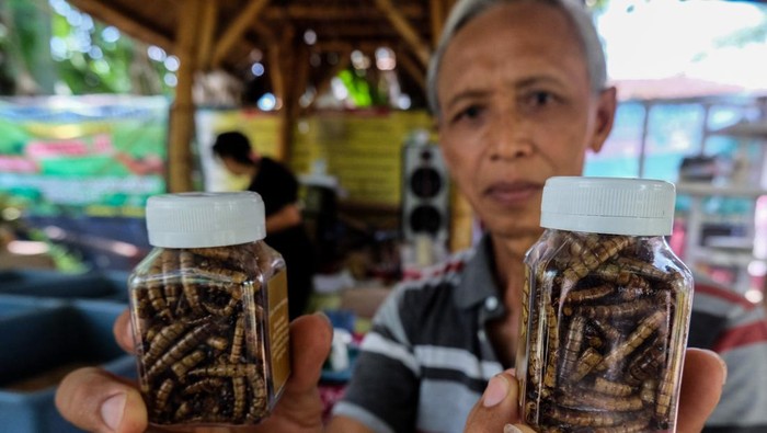 Budidaya ulat Jerman di Solo Peternak merawat ulat Jerman (Zophobas morio) di lahan Kelompok Wanita Tani (KWT) Dahlia, Pucang Sawit, Solo, Jawa Tengah, Rabu (6/12/2023). Kelompok tani setempat membudidayakan ulat Jerman untuk dijual seharga Rp50 ribu hingga Rp120 ribu per kilogram tergantung usia ulat yang diminati pembeli untuk bahan produksi makanan ringan, bahan baku kosmetik, pakan burung dan ikan. ANTARAFOTO/Maulana Surya/rwa.
