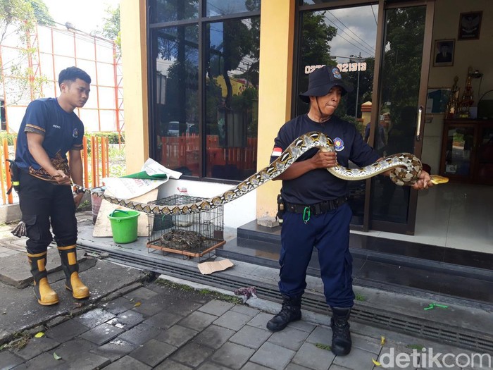Damkar Satpol PP Boyolali menunjukkan tiga ekor ular piton yang dievakuasi dari rumah warga, Rabu (6/12/2023).