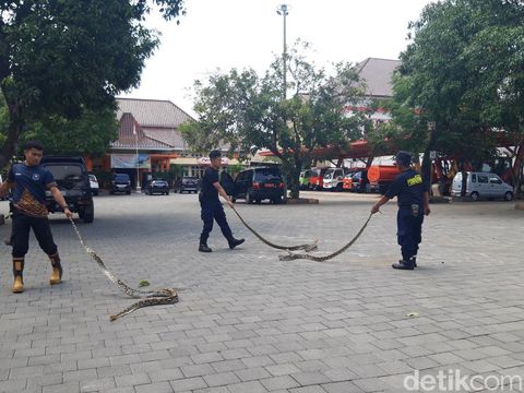 Damkar Satpol PP Boyolali menunjukkan tiga ekor ular piton yang dievakuasi dari rumah warga, Rabu (6/12/2023).