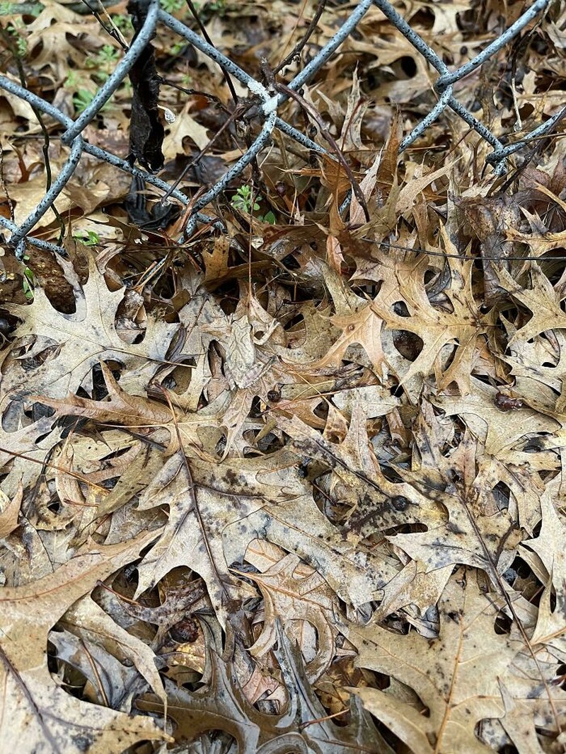 Foto kamuflase yang bikin pusing