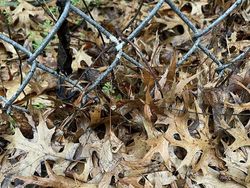 Foto Kamuflase Ini Bikin Pusing, Sulit Banget Nyarinya