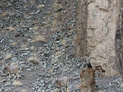 Foto Kamuflase Ini Bikin Pusing, Sulit Banget Nyarinya