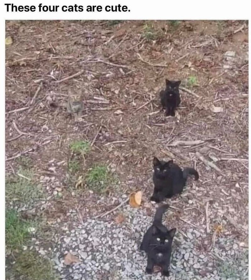 Foto kamuflase yang bikin pusing