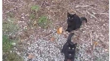 Ada empat kucing di foto ini, coba cari di mana saja posisinya. Foto: Boredpanda