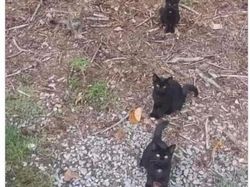 Foto Kamuflase Ini Bikin Pusing, Sulit Banget Nyarinya