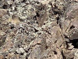 Foto Kamuflase Ini Bikin Pusing, Sulit Banget Nyarinya