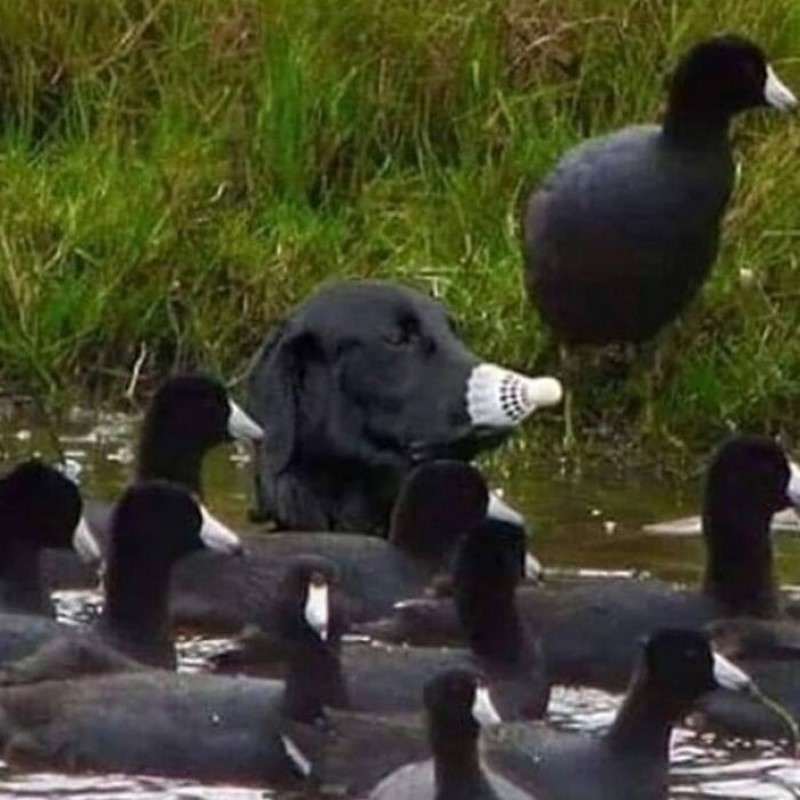 Foto kamuflase yang bikin pusing