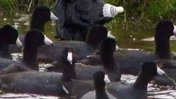 Cari hewan bukan bebek di foto ini? Foto: Boredpanda