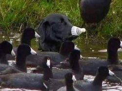 Foto Kamuflase Ini Bikin Pusing, Sulit Banget Nyarinya