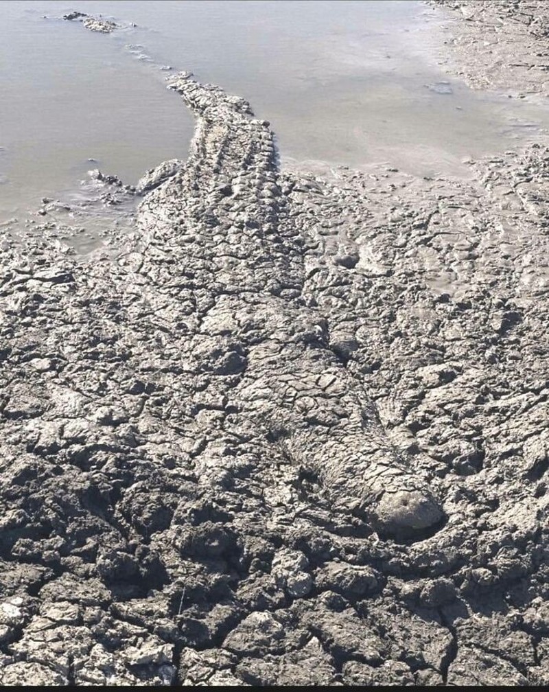 Foto kamuflase yang bikin pusing