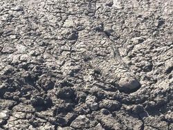 Foto Kamuflase Ini Bikin Pusing, Sulit Banget Nyarinya