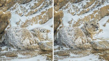 Snow Leopard berkamuflase di Lembah Spiti di India bakal sulit dikenali. Foto: Boredpanda