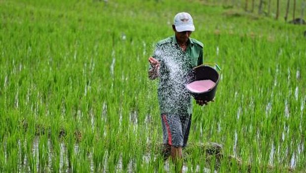 Ilustrasi petani memupuk. (CHAIDEER MAHYUDDIN / AFP)