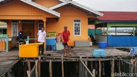 Seorang warga menuturkan, bahwa harga jual ikan Napoleon sangat tinggi membuat warga di Pulau Sedanau mau membudidayakan ikan tersebut.