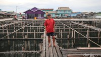 Membudidayakan ikan Napoleon sangat rumit, tidak semudah yang dibayangkan..