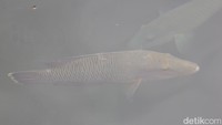 Biasanya mereka membeli bibit ikan Napoleon dari nelayan dan kemudian baru di budidaya.
