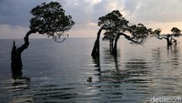 lokasi ini merupakan spot foto yang favorit, sebab adanya deretan pohon mangrove yang ukurannya tidak terlalu tinggi serta pohonya yang terlihat sedang menari merupakan magnet tersendiri bagi pengunjung.