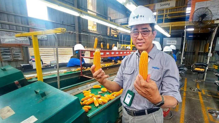 Penyediaan Benih Jagung Unggul Syngenta Seed Indonesia mendukung peningkatan produksi pangan nasional khususnya jagung melalui penyediaan benih jagung unggul. Ini buktinya.