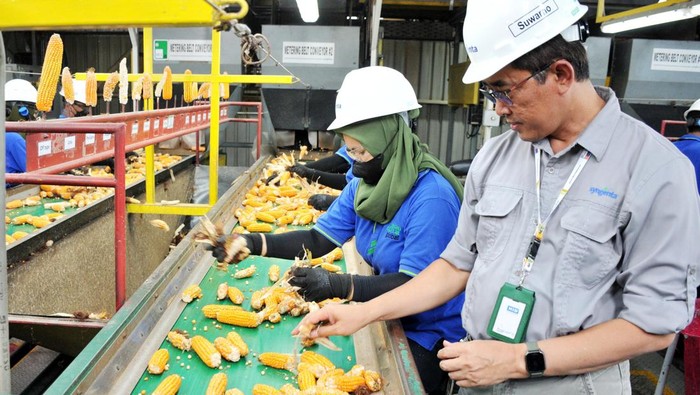 Syngenta Seed Indonesia mendukung peningkatan produksi pangan nasional khususnya jagung melalui penyediaan benih jagung unggul. Ini buktinya.