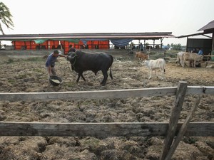 Ciaat! Pemilik Sapi Ini Tak Hanya Jago Ternak, tapi Jago Silat Juga