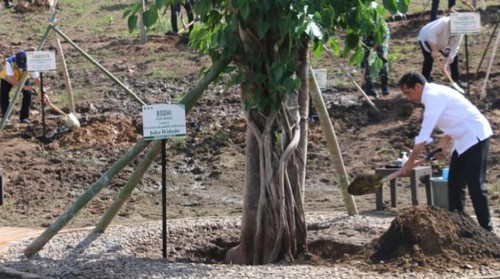 Presiden Jokowi menanam pohon cendana di samping rumah jabatan Gubernur Nusa Tenggara Timur, Kota Kupang, Rabu (6/12/2023).