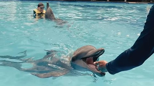 Tangkapan layar tayangan YouTube yang menuding ada penyiksaan lumba-lumba di Bali.