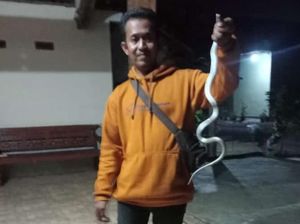 Ngeri! Ular Kobra Ngumpet di Bawah Kasur Warga, Begini Penampakannya