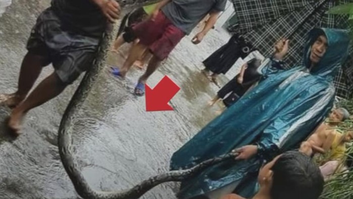 Ular sanca sepanjang 4 meter muncul di selokan perumahan warga, Gunungsindur, Bogor, saat banjir, Rabu (6/12/2023).