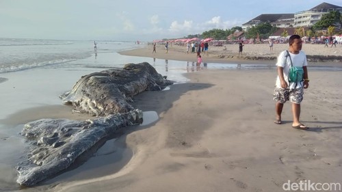 Bangkai paus sperma di Pantai Legian, Kamis (7/12/2023). (Aryo Mahendro/detikBali).