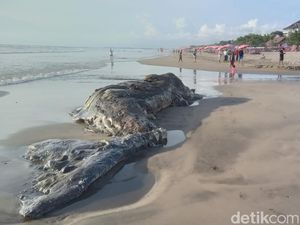 Bangkai Paus Sperma Ditemukan Terdampar di Pantai Legian